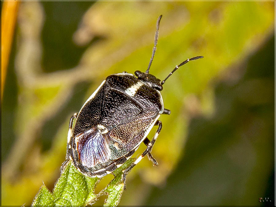  Eurydema oleracea  Pentatomidae 