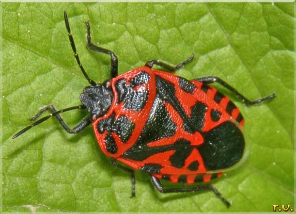  Eurydema ornatum  Pentatomidae 