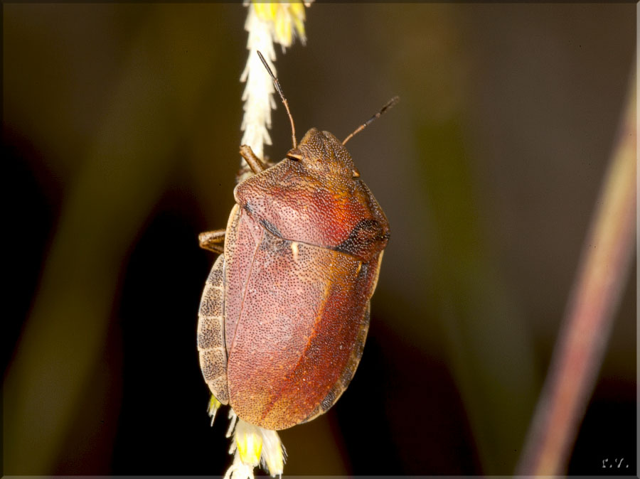  Eurygaster austriaca  Scutelleridae 