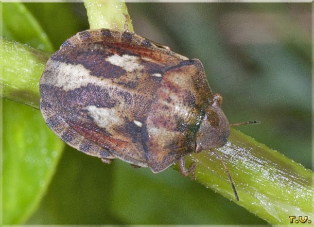  Eurygaster testudinaria  Scutelleridae 