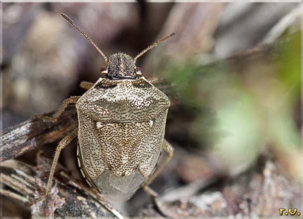  Eysarcoris ventralis  Pentatomidae 