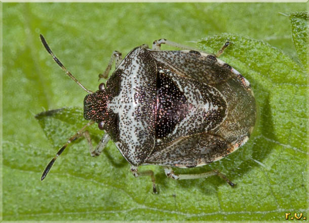  Eysarcoris venustissimus  Pentatomidae 