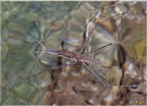  Gerris najas  Hydrometridae 