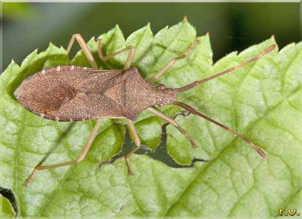  Gonocerus acuteangulatus  Coreidae 
