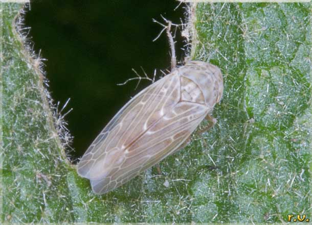  Graminella nigrifrons  Cicadellidae 