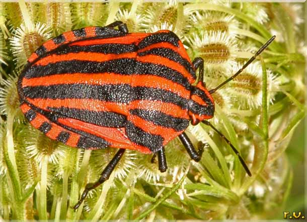  Graphosoma lineatum  Pentatomidae 