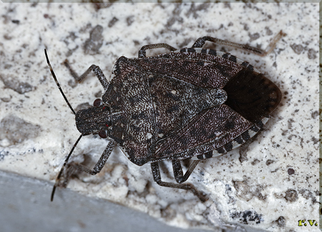  Halyomorpha halys  Pentatomidae 