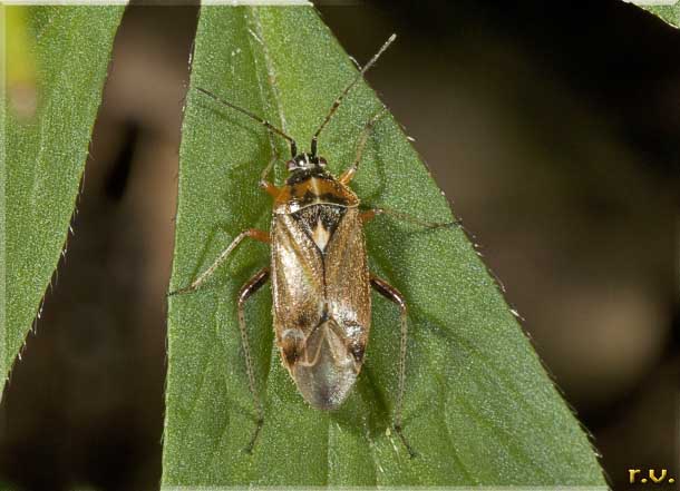  Harpocera thoracica  Miridae 