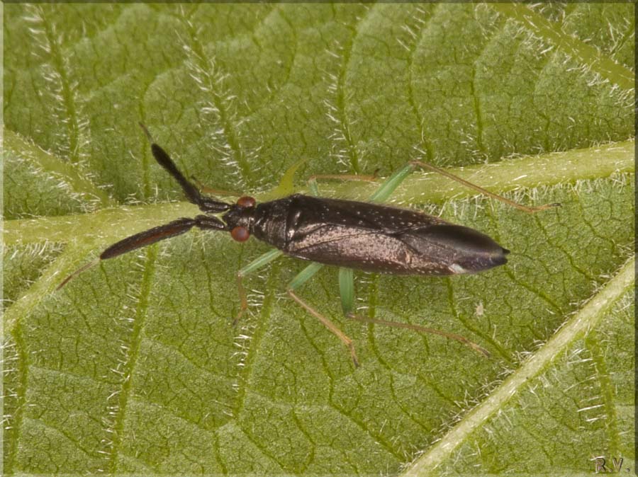  Heterotoma planicornis  Miridae 