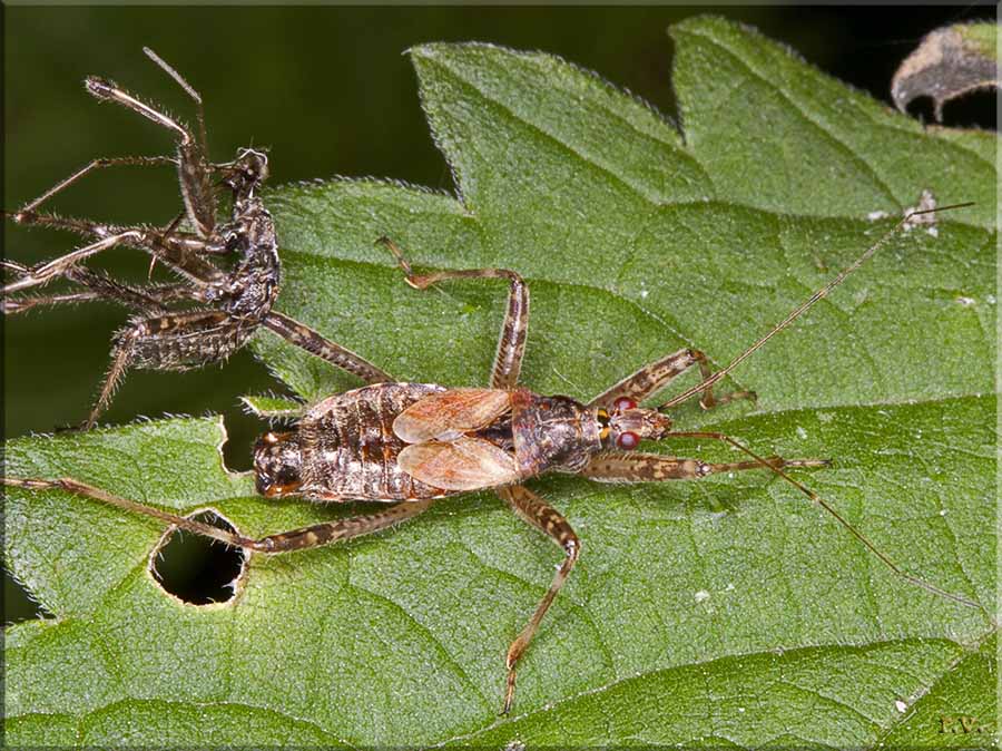  Himacerus apterus  Nabidae 