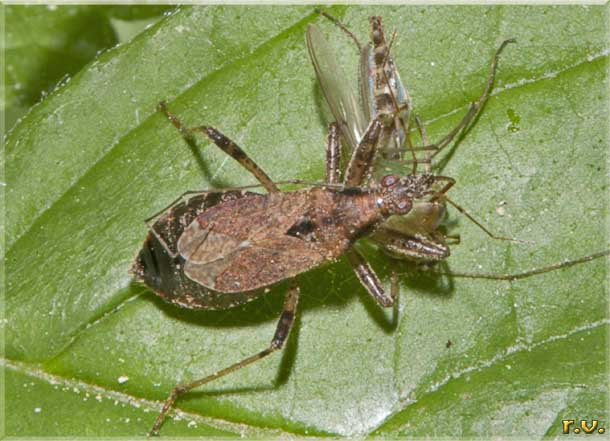  Himacerus mirmicoides  Nabidae 
