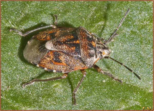  Holcogaster fibulata  Pentatomidae 