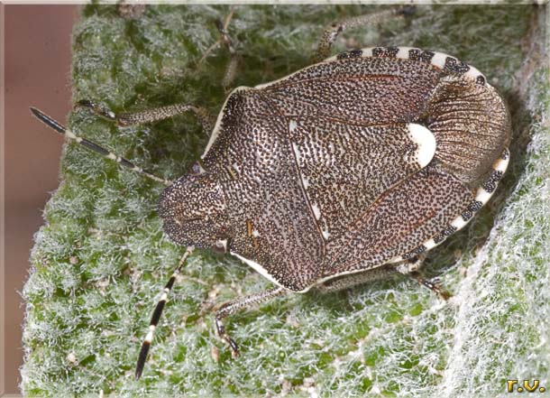  Holcostethus sphacelatus  Pentatomidae 