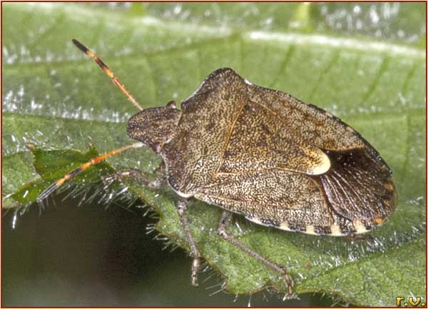  Holcostethus vernalis  Pentatomidae 