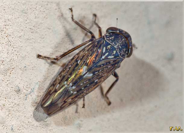  Idiocerus herrichi  Cicadellidae 