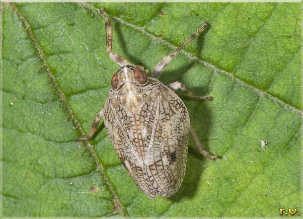  Issus coleoptratus  Issidae 