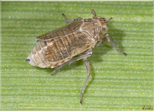  Javesella dubia  Delphacidae 