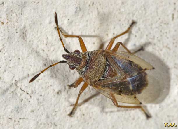  Kleidocerys resedae  Lygaeidae 