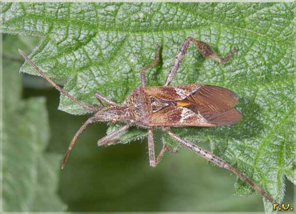  Leptoglossum occidentalis  Coreidae 