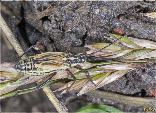  Leptopterna dolabrata  Miridae 