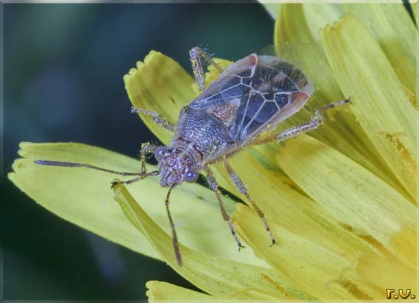  Liorhyssus hyalinus  Rhopalidae 