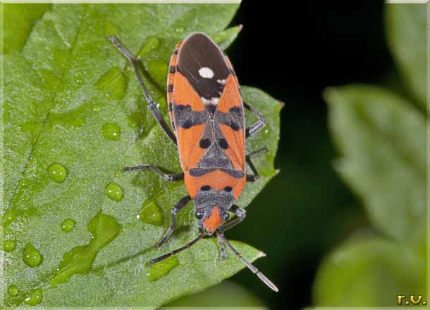Cimice di terra Lygaeus equestris  Lygaeidae 