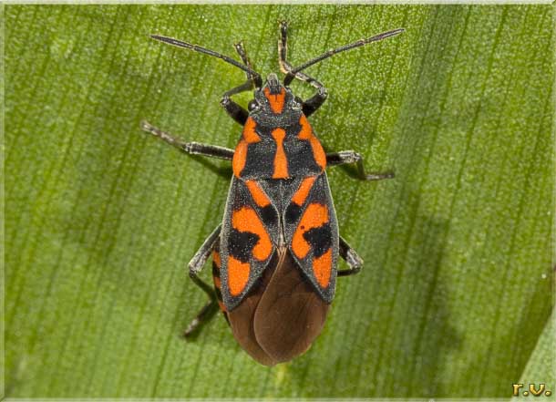  Lygaeus saxatilis  Lygaeidae 