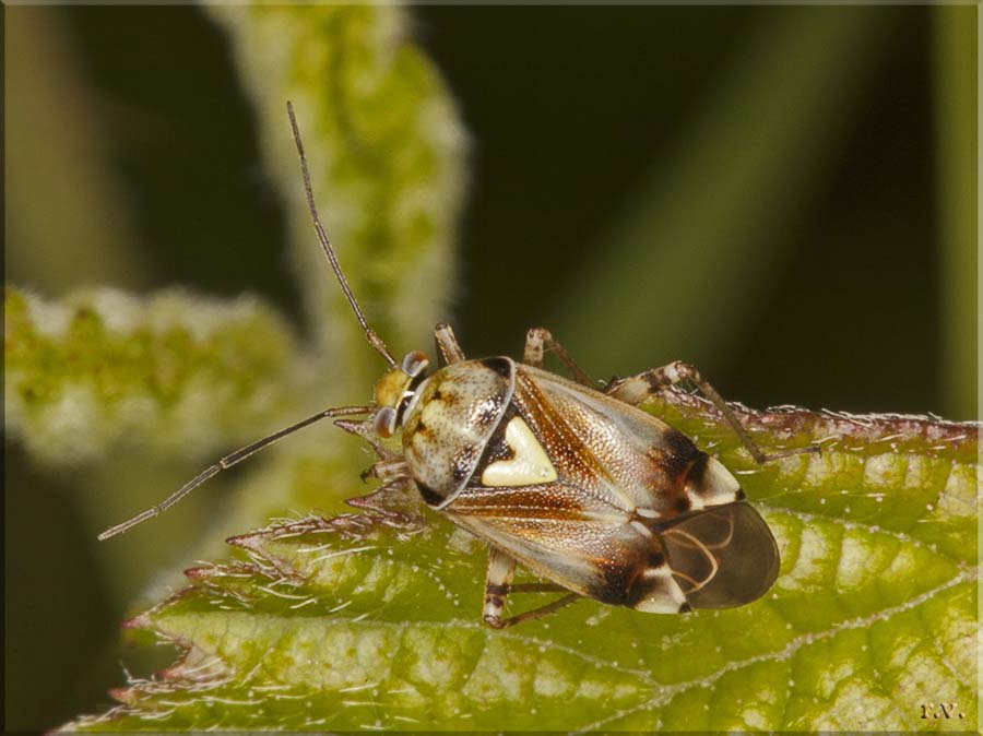  Lygus pratensis  Miridae 