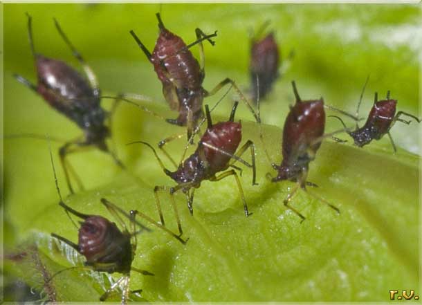  Macrosiphum rosae  Aphididae 