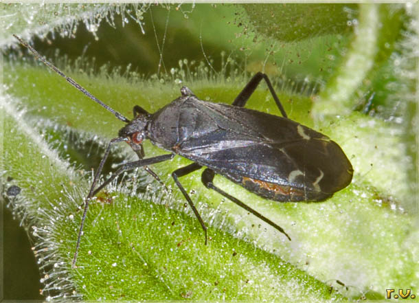  Macrotylus quadrilineatus  Miridae 