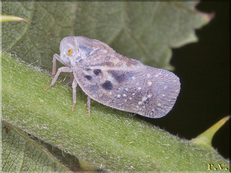 Metcalfa Metcalfa pruinosa  Flatidae 