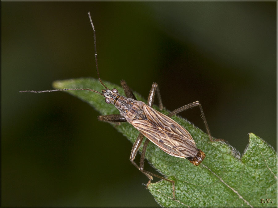  Nabis rugosus  Nabidae 