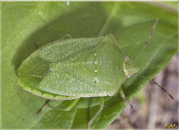  Nezara viridula  Pentatomidae 