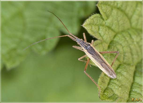  Notostira elongata  Miridae 