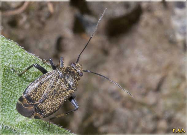  Orthocefalus saltator  Miridae 