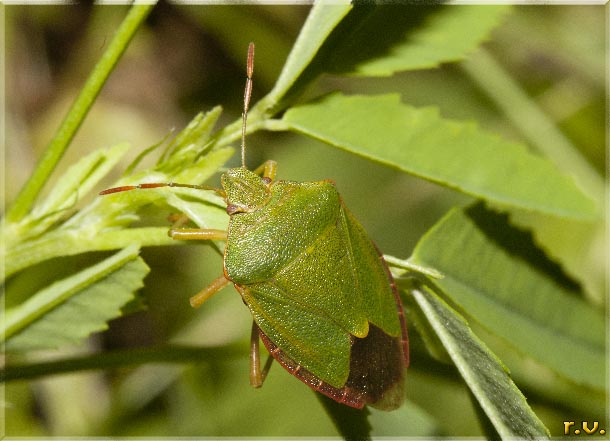 cimice verde Palomena prasina  Pentatomidae 