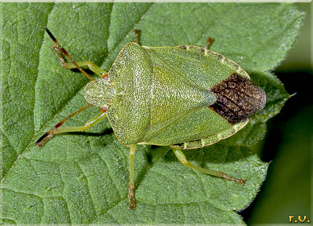  Palomena viridissima  Pentatomidae 