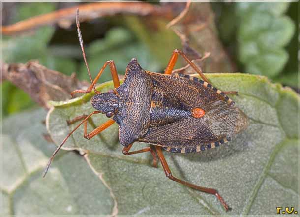  Pentatoma rufipes  Pentatomidae 