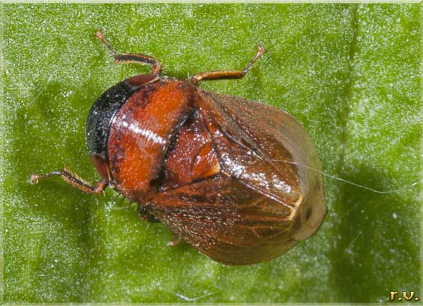  Penthimia nigra  Cicadellidae 