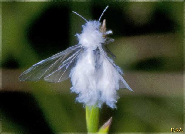 Afide lanuginoso del faggio Phyllaphis fagi  Callaphididae 