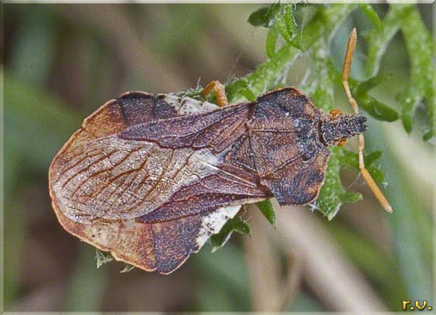  Phymata crassipes  Phymatidae 