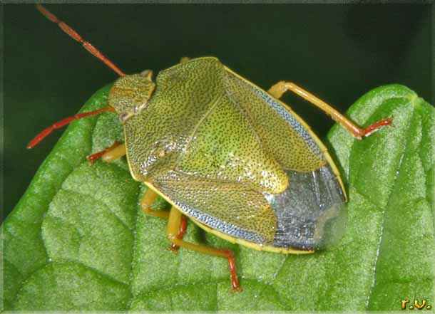  Piezodorus lituratus  Pentatomidae 