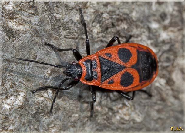  Pyrrhocoris apterus  Pyrrhocoridae 