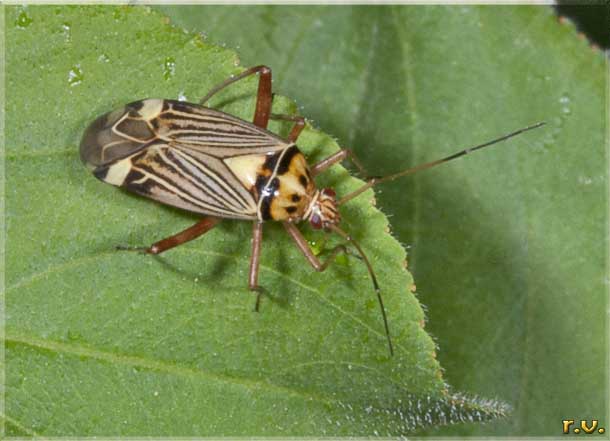  Rhabdomiris striatellus  Miridae 