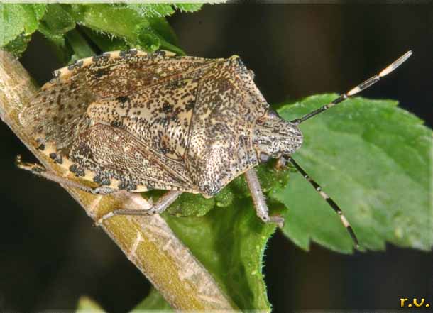  Rhaphigaster nebulosa  Pentatomidae 