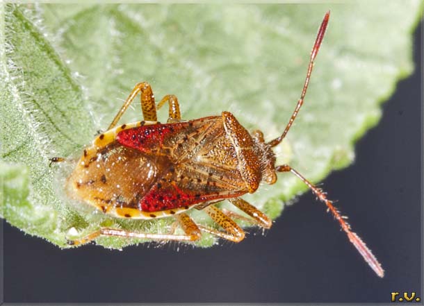  Rhopalus maculatus  Rhopalidae 