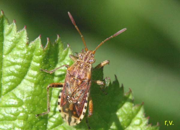  Rhopalus subrufus  Rhopalidae 