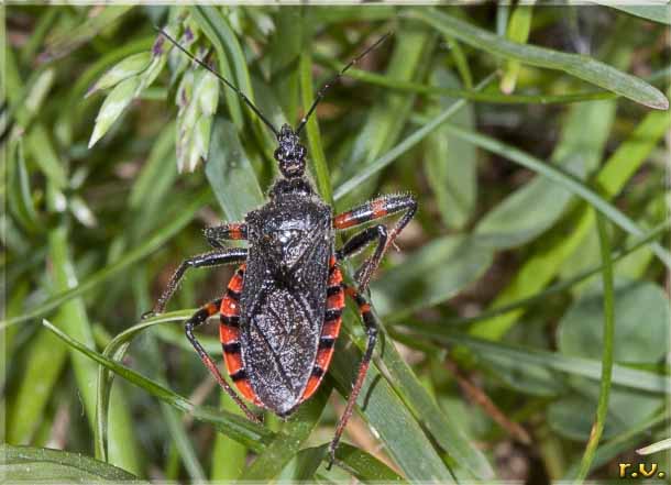 Rhynocoris annulatus