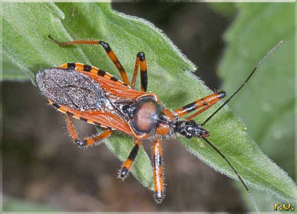 Rhynocoris rubricus