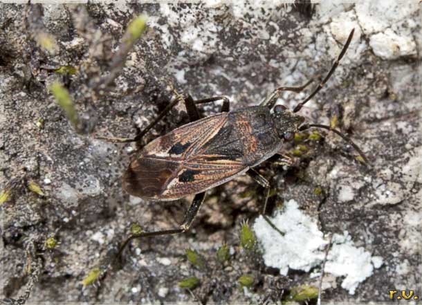  Rhyparochromus pini  Lygaeidae 